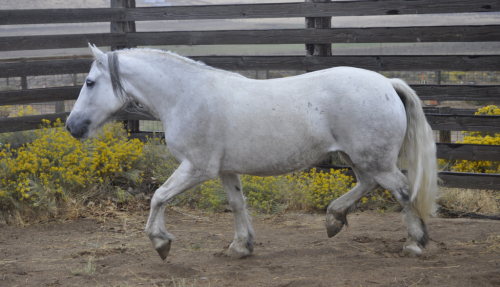 HorseID: 2306688 MacKenzie Lane Adaira - PhotoID: 1090428