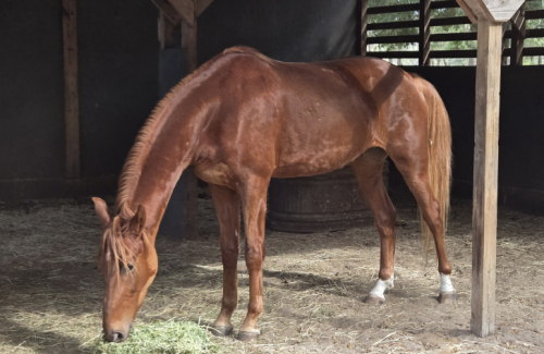 HorseID: 2306691 Push the Limit MM - PhotoID: 1090430