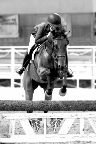 HorseID: 2306692 Teddy Spaghetti - PhotoID: 1090431