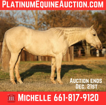 HorseID: 2306693 Cheddar M$ - PhotoID: 1090470