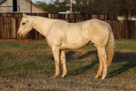 HorseID: 2306693 Cheddar M$ - PhotoID: 1090471