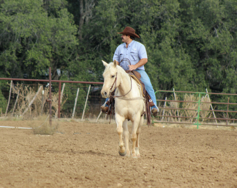 HorseID: 2306693 Cheddar M$ - PhotoID: 1090473