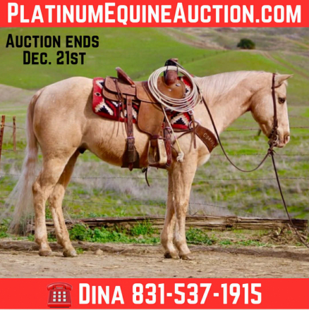 HorseID: 2306694 Draco LHR - PhotoID: 1090474