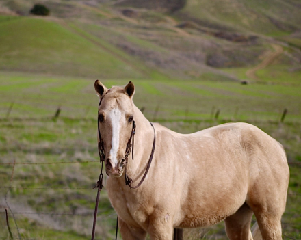 HorseID: 2306694 Draco LHR - PhotoID: 1090475