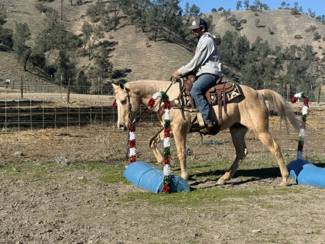 HorseID: 2306694 Draco LHR - PhotoID: 1090476