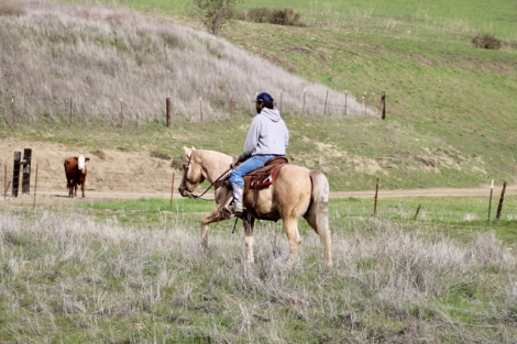 HorseID: 2306694 Draco LHR - PhotoID: 1090477