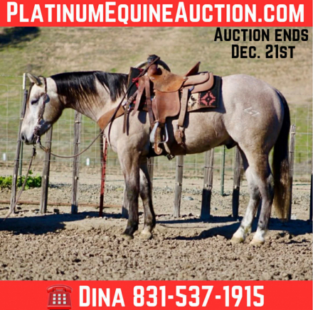 HorseID: 2306695 Rogerbeplum LHR - PhotoID: 1090478