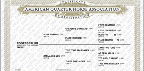 HorseID: 2306695 Rogerbeplum LHR - PhotoID: 1090479