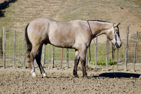 HorseID: 2306695 Rogerbeplum LHR - PhotoID: 1090480