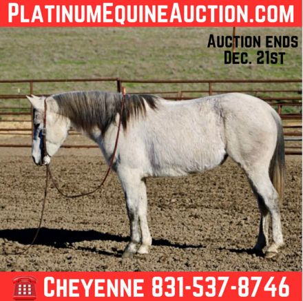 HorseID: 2306696 Tink CR - PhotoID: 1090482