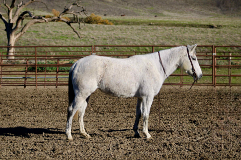 HorseID: 2306696 Tink CR - PhotoID: 1090483