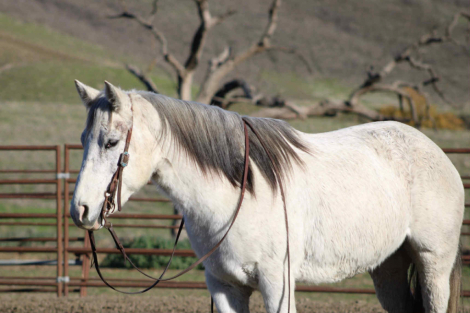 HorseID: 2306696 Tink CR - PhotoID: 1090484