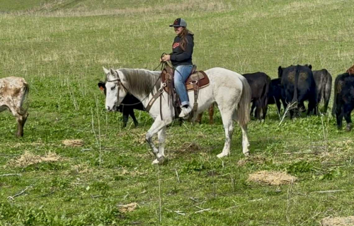 HorseID: 2306696 Tink CR - PhotoID: 1090485