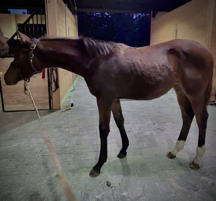 HorseID: 2306697 Truly T - PhotoID: 1090432