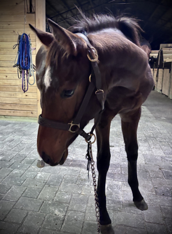 HorseID: 2306697 Truly T - PhotoID: 1090433