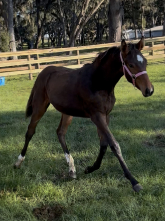 HorseID: 2306697 Truly T - PhotoID: 1090434