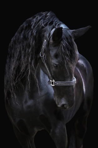 HorseID: 2306699 Merel (Coco) - PhotoID: 1090435