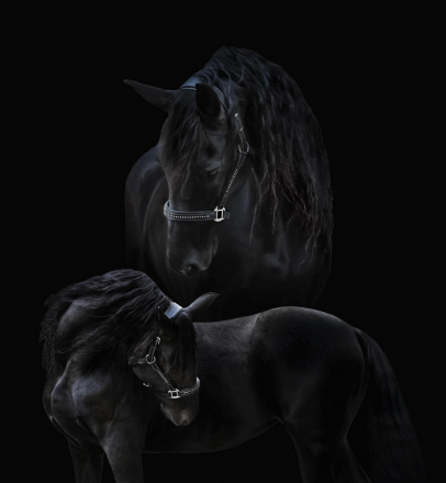 HorseID: 2306699 Merel (Coco) - PhotoID: 1090436