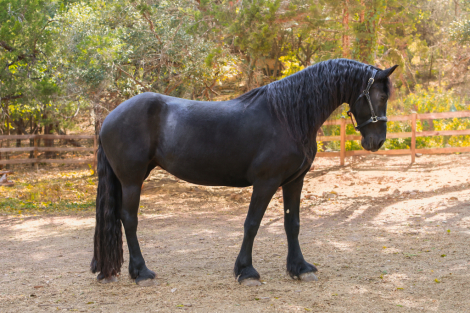 HorseID: 2306699 Merel (Coco) - PhotoID: 1090437