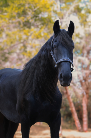 HorseID: 2306699 Merel (Coco) - PhotoID: 1090438