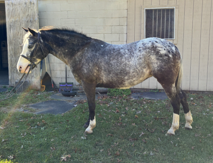 HorseID: 2306700 June Bug - PhotoID: 1090439