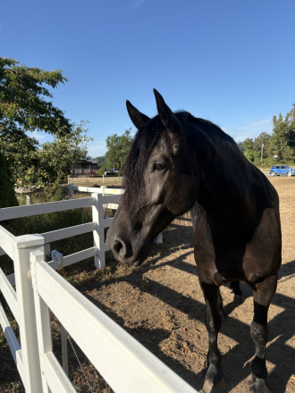 HorseID: 2306702 Blue Flower - PhotoID: 1090445