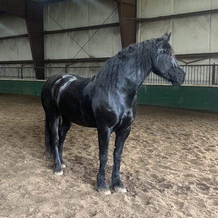 HorseID: 2306702 Blue Flower - PhotoID: 1090446