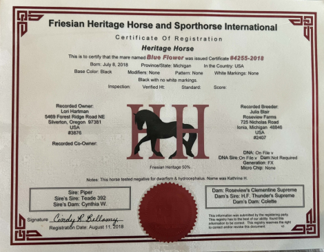 HorseID: 2306702 Blue Flower - PhotoID: 1090447
