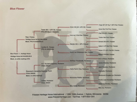 HorseID: 2306702 Blue Flower - PhotoID: 1090448