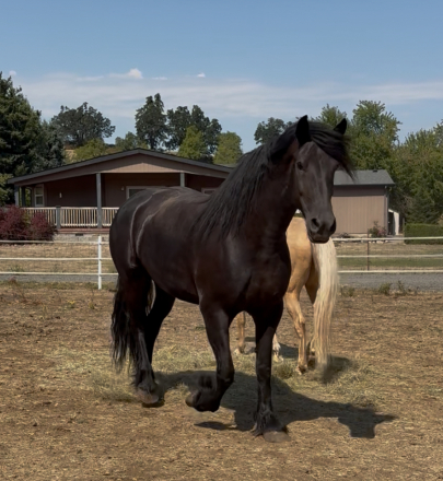 HorseID: 2306702 Blue Flower - PhotoID: 1090449