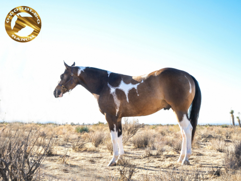 HorseID: 2306703 IMASENSATIONALINVITE - PhotoID: 1090450