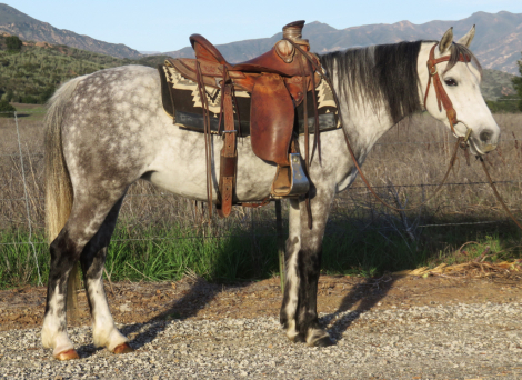 HorseID: 2306704 TINKERBELL - PhotoID: 1090459