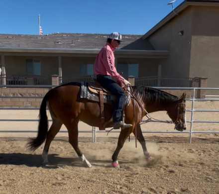 HorseID: 2306706 TALKIN ABOUT GORGEOUS - PhotoID: 1090457