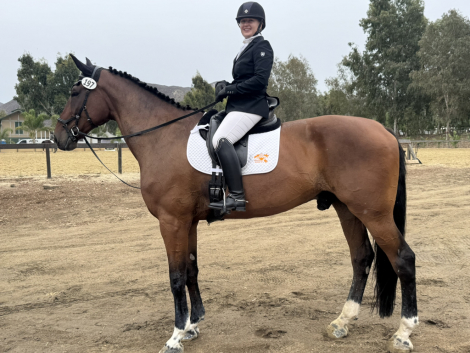 HorseID: 2306707 Tullamore Justice - PhotoID: 1090458