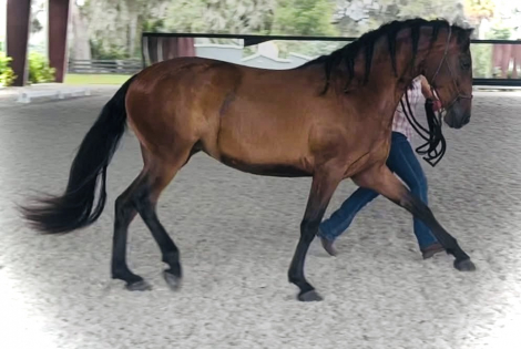 HorseID: 2306708 Thalia - PhotoID: 1090461