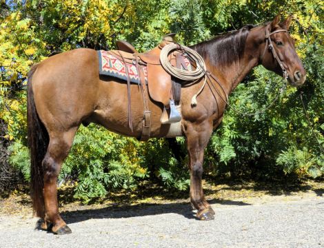 HorseID: 2306709 HANK THE TANK - PhotoID: 1090460