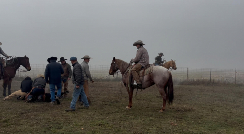 HorseID: 2306710 YY SPARKLIN ANNIE - PhotoID: 1090462