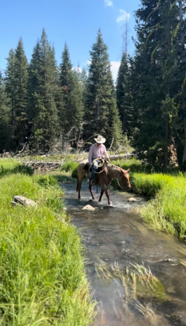 HorseID: 2306710 YY SPARKLIN ANNIE - PhotoID: 1090463