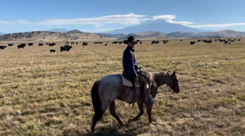 HorseID: 2306710 YY SPARKLIN ANNIE - PhotoID: 1090464