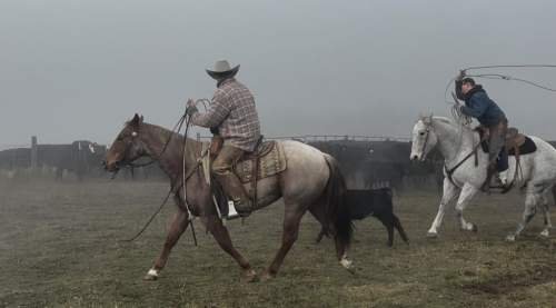 HorseID: 2306710 YY SPARKLIN ANNIE - PhotoID: 1090465