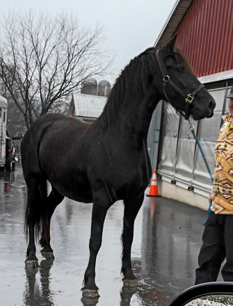 HorseID: 2306713 Travler - PhotoID: 1090642