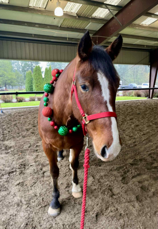 HorseID: 2306714 Poco Mecha - PhotoID: 1090467