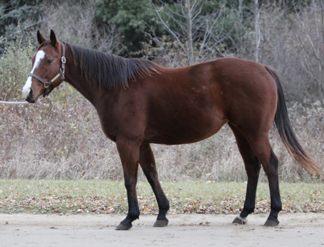 HorseID: 2306721 Z Corona - PhotoID: 1090487