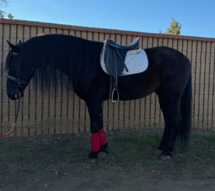 HorseID: 2306722 Latino - PhotoID: 1090488