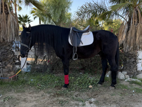 HorseID: 2306722 Latino - PhotoID: 1090489