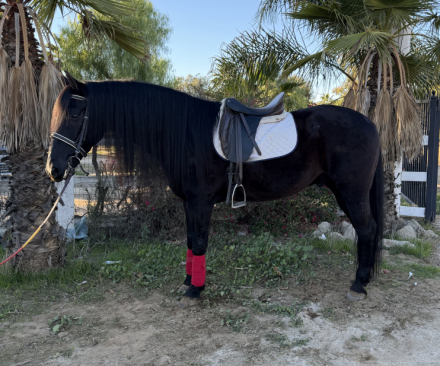 HorseID: 2306722 Latino - PhotoID: 1090490