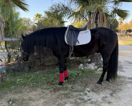 HorseID: 2306722 Latino - PhotoID: 1090491