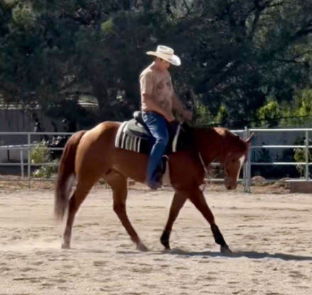 HorseID: 2306724 Duke - PhotoID: 1090492