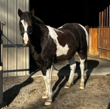 HorseID: 2306725 Apache - PhotoID: 1090493