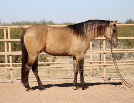 HorseID: 2306732 Jdt Rio Jac - PhotoID: 1090494